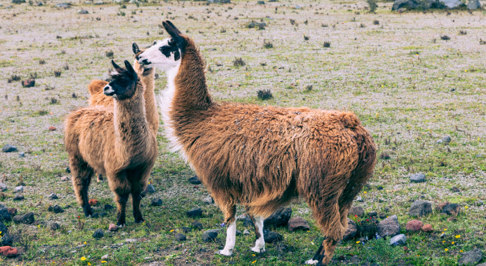 Llamas, Nanotechnology and the Search for a Cure for Parkinson’s Disease