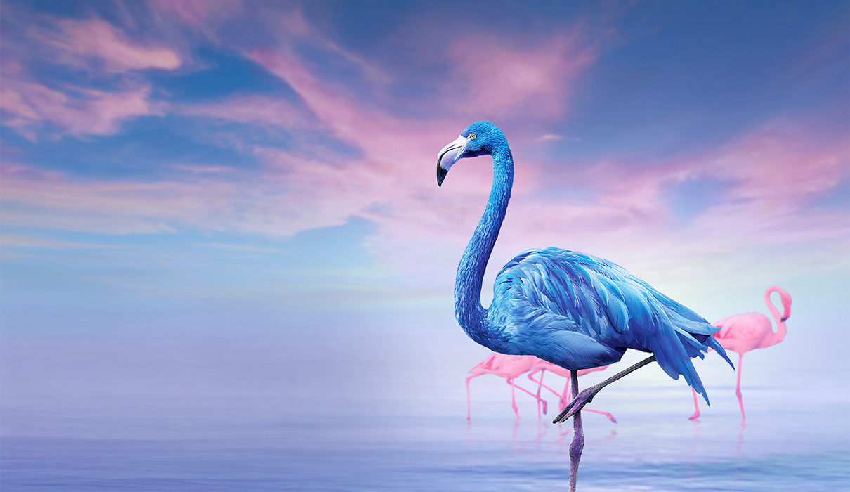 Northera Blue Flamingo