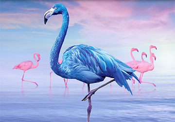 Northera Blue Flamingo