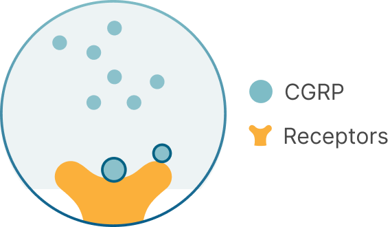 CGRP and receptors icon